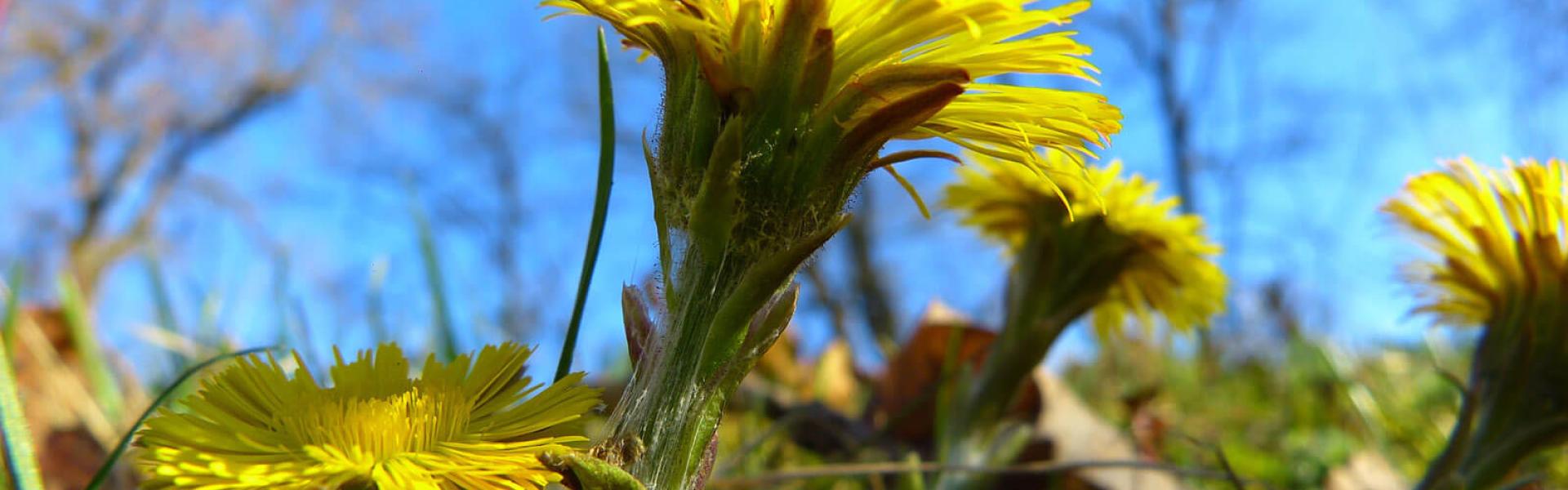 Tussilago